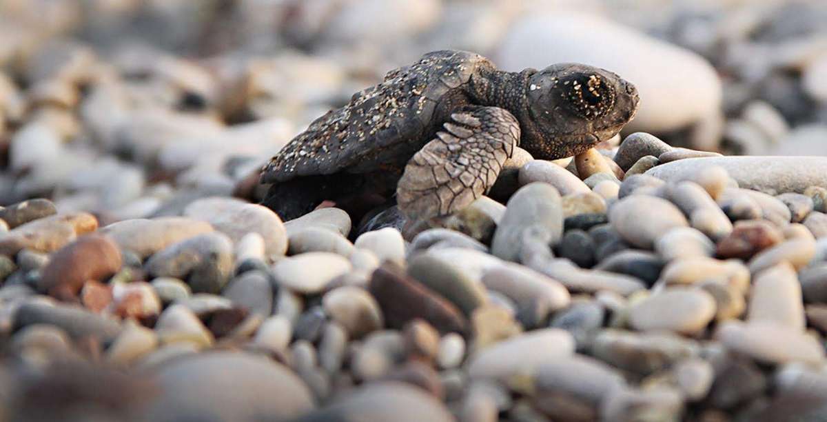 Çıralı Beach, Caretta Caretta, Yanartaş and Festival - Visit My Turkey!